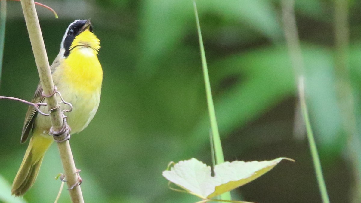 Common Yellowthroat - William Eichele