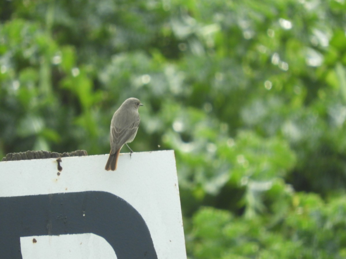 Black Redstart - Mac  McCall