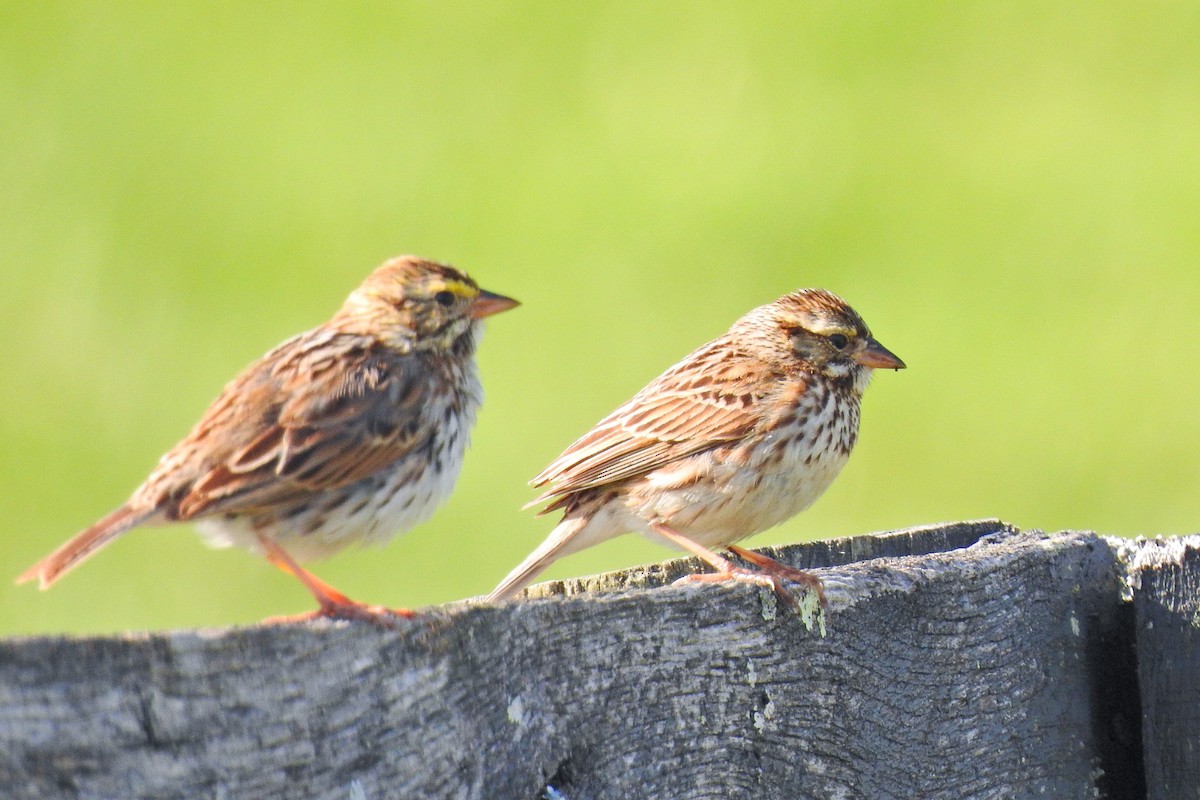 Savannah Sparrow - Jarvis Shirky