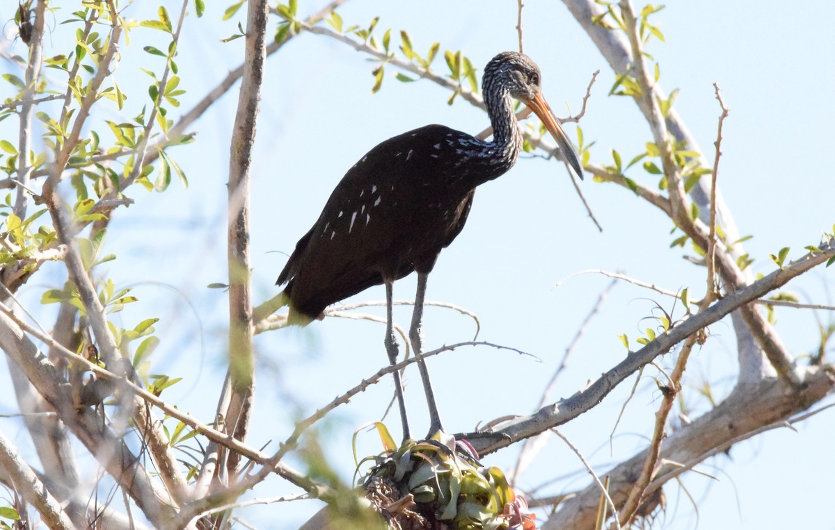 Limpkin - ML619451726