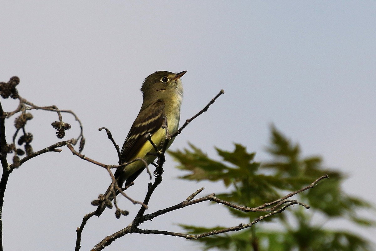 Alder Flycatcher - David Forsyth