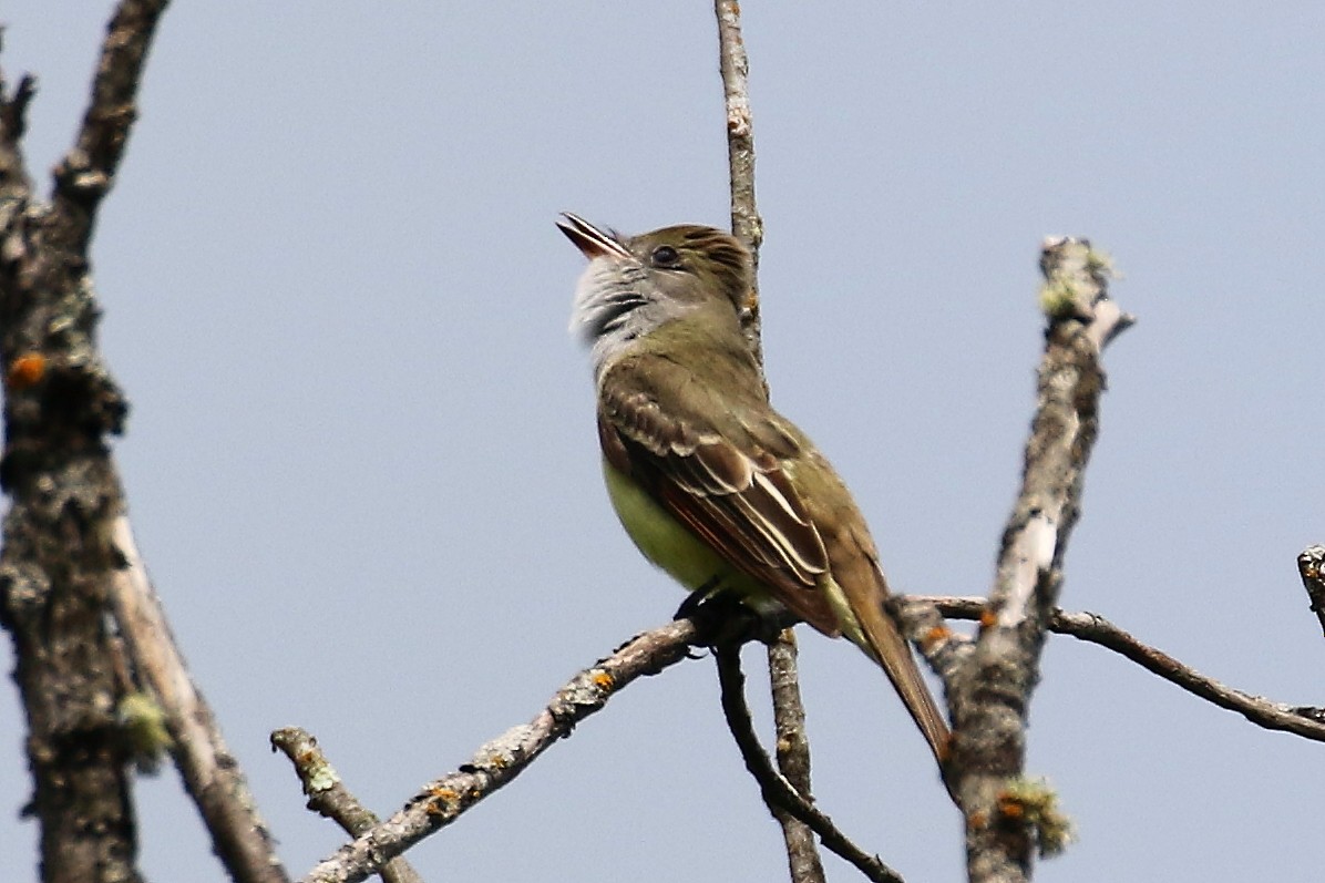 Great Crested Flycatcher - David Forsyth