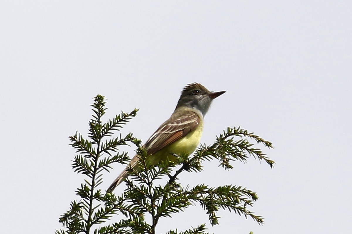 Great Crested Flycatcher - ML619451737