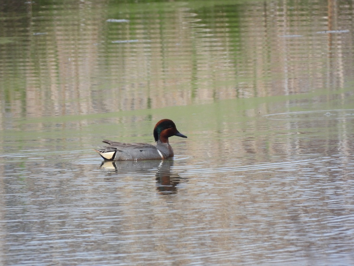 Green-winged Teal - Rhonda Langelaan