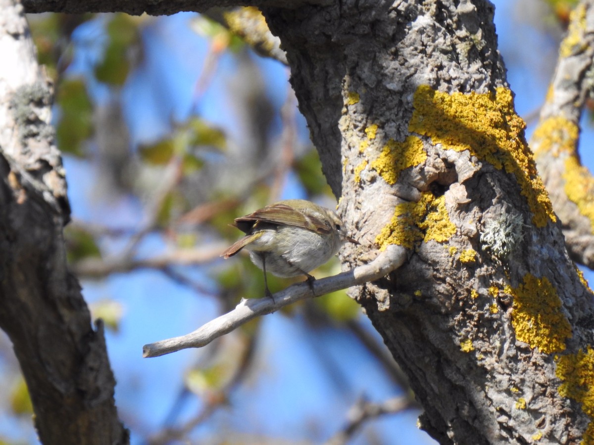 Hume's Warbler - ML619451750