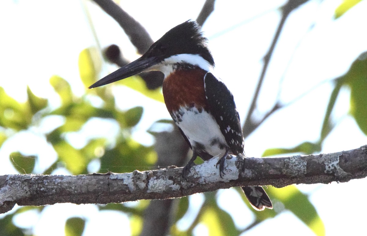 Ringed Kingfisher - Laura Bakken