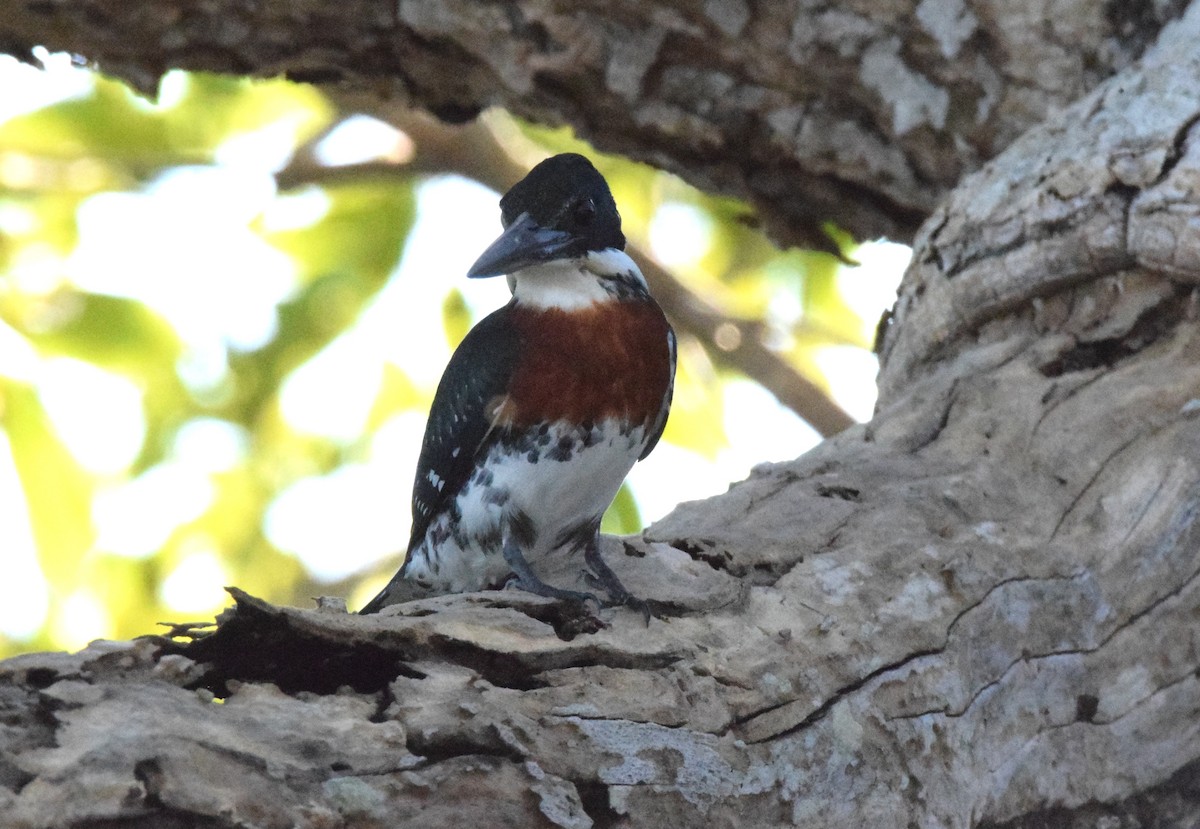 Ringed Kingfisher - Laura Bakken