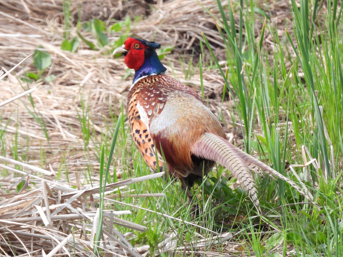 Ring-necked Pheasant - Rhonda Langelaan