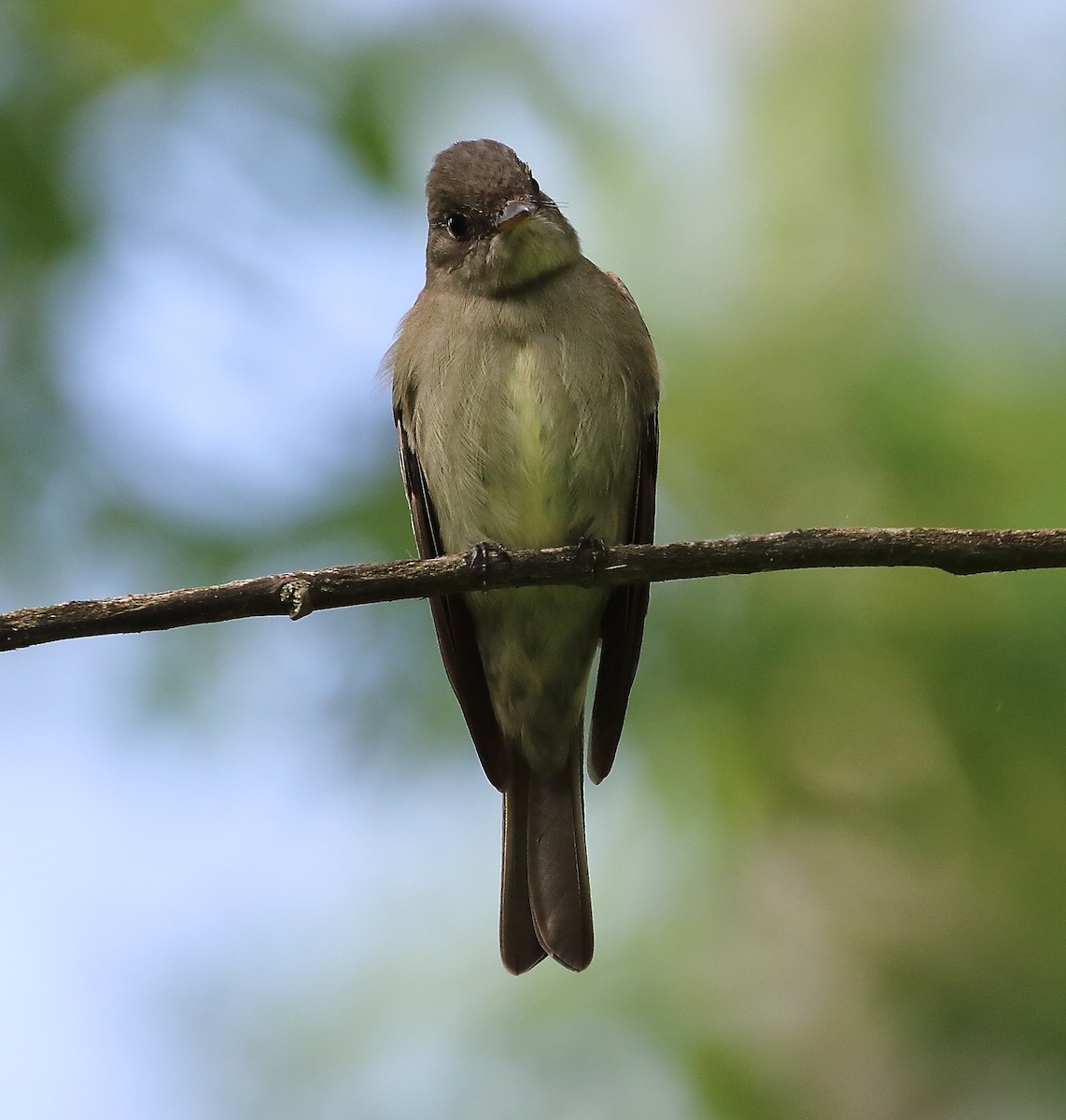 Eastern Wood-Pewee - Wolfgang Oesterreich