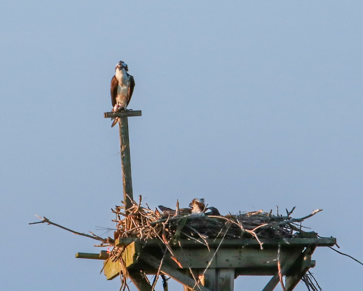 Osprey - Tom Fesolowich