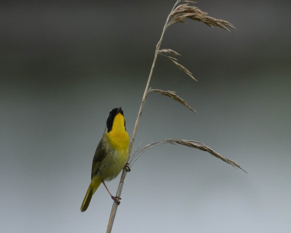 Common Yellowthroat - ML619451765