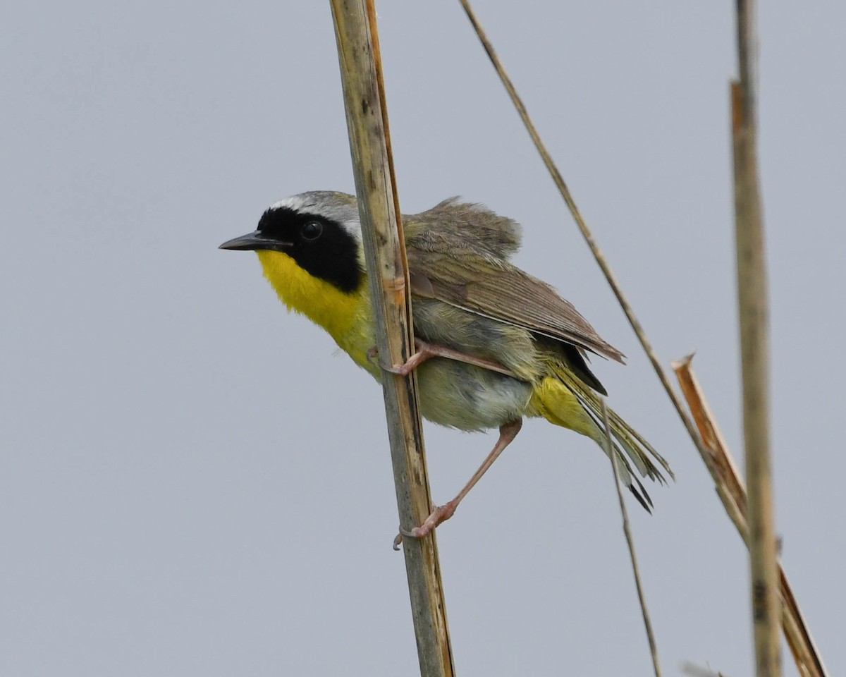 Common Yellowthroat - ML619451766