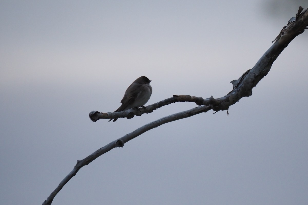 Northern Rough-winged Swallow - André Dionne