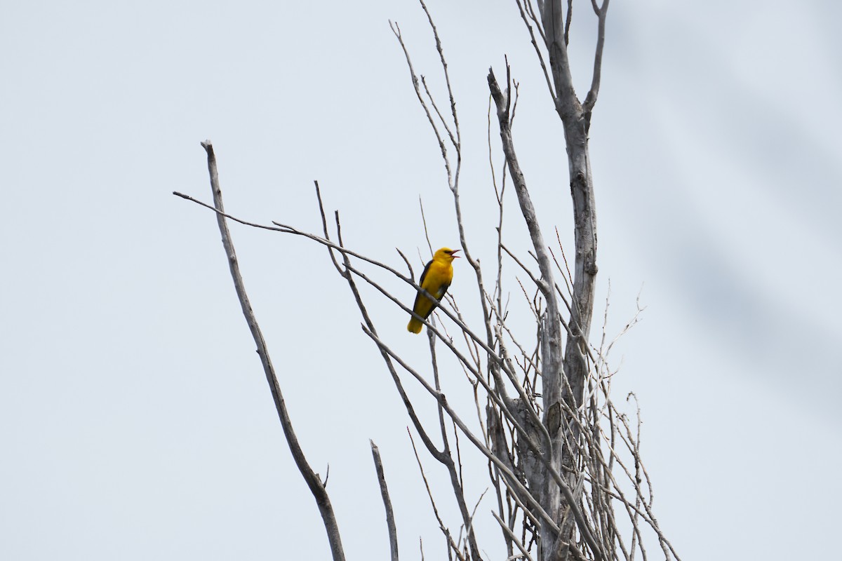 Eurasian Golden Oriole - Anastasiia Pashkovskaia