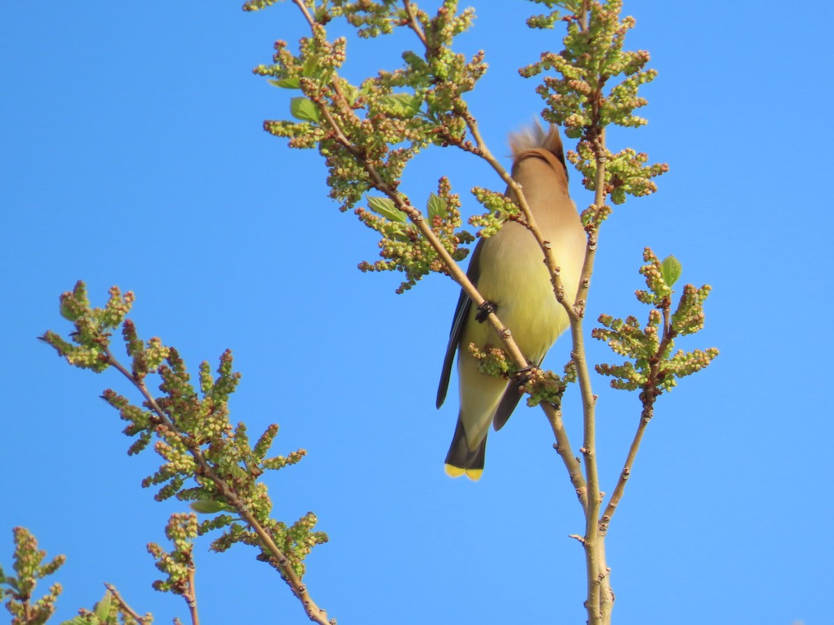 Cedar Waxwing - Juliet Berger