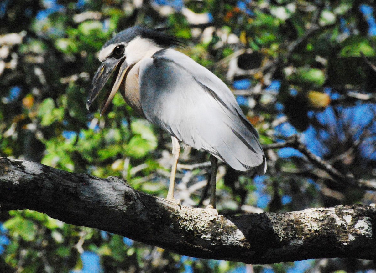 Boat-billed Heron - Laura Bakken