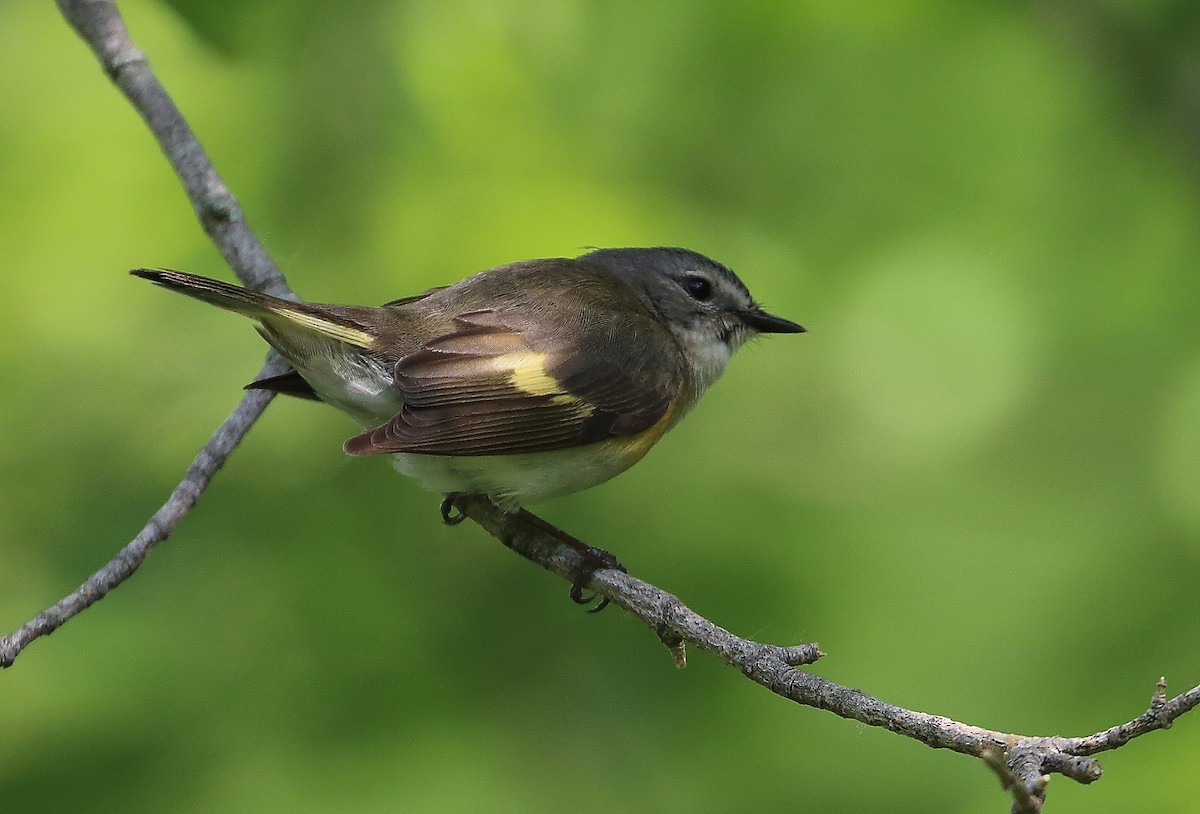 American Redstart - Wolfgang Oesterreich