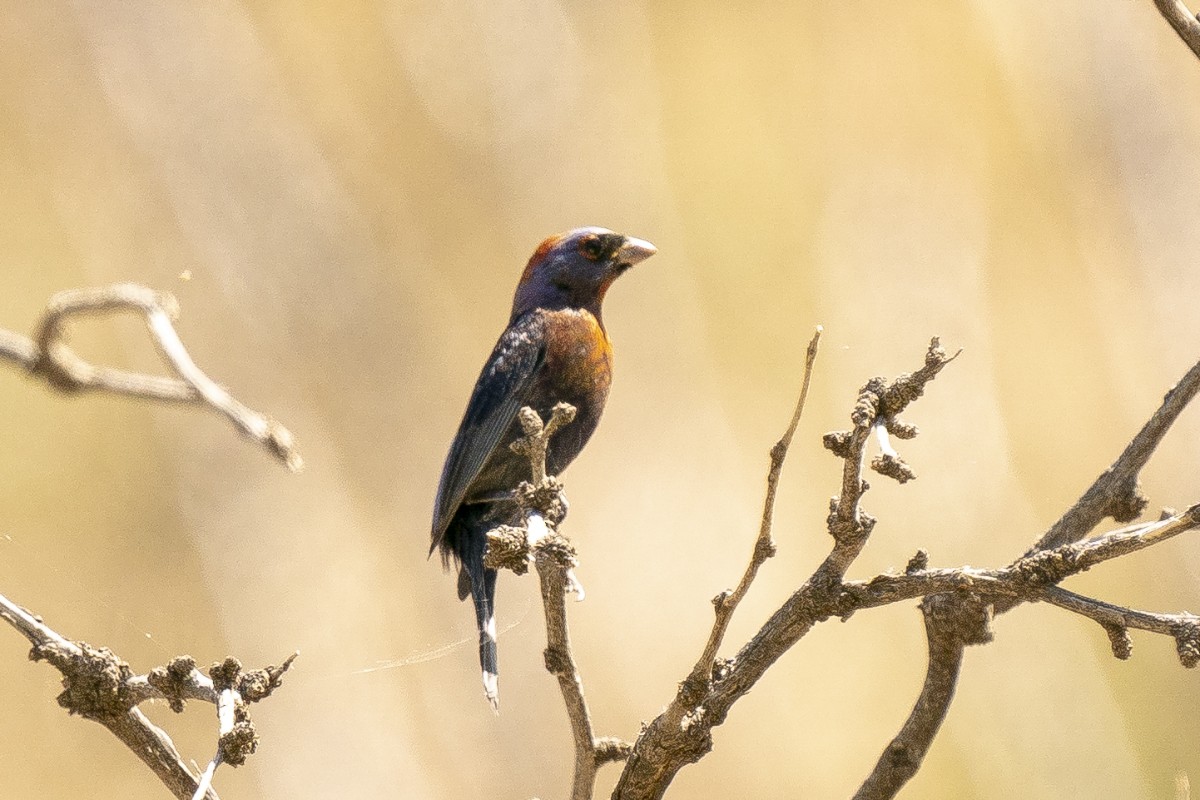 Varied Bunting - Slawomir Dabrowski