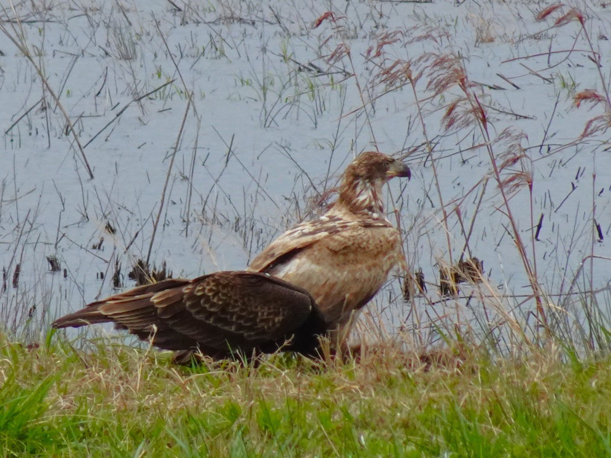 Ak Başlı Kartal - ML619451783