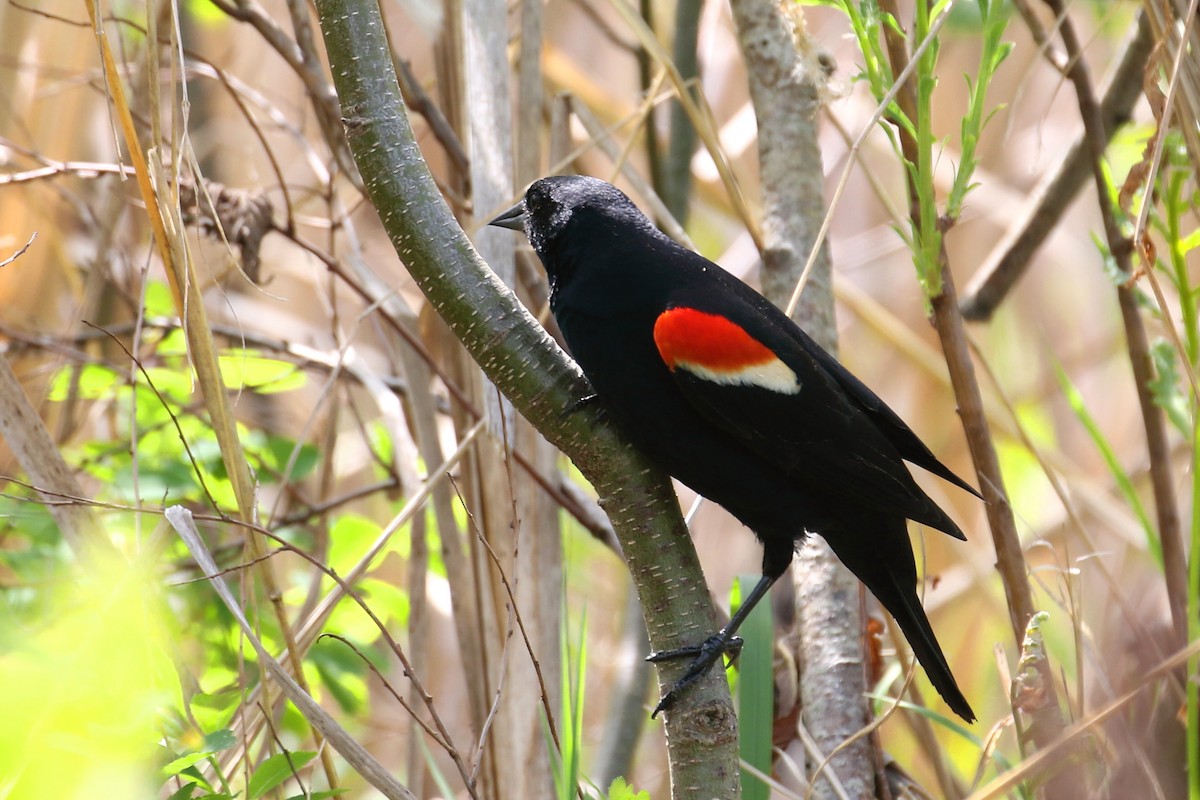 Red-winged Blackbird - David Forsyth