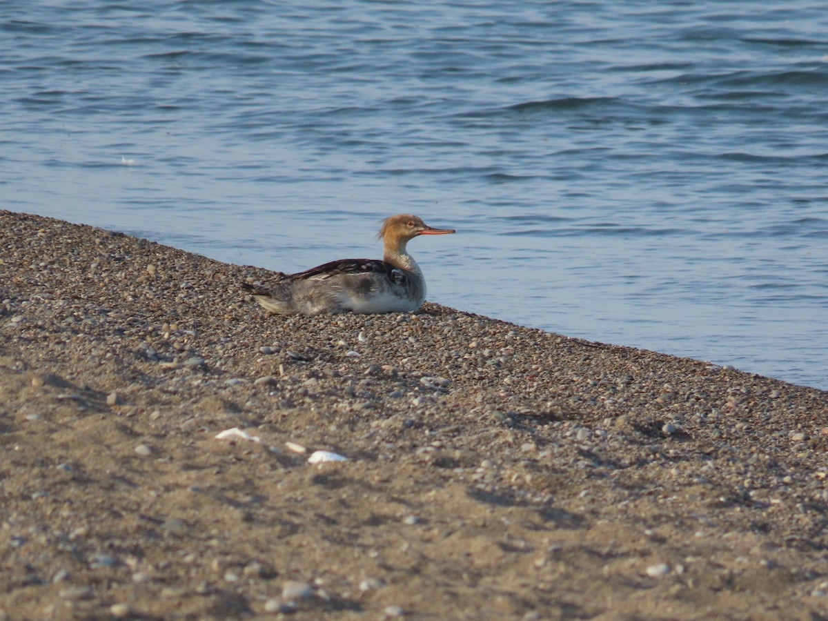 Red-breasted Merganser - Juliet Berger