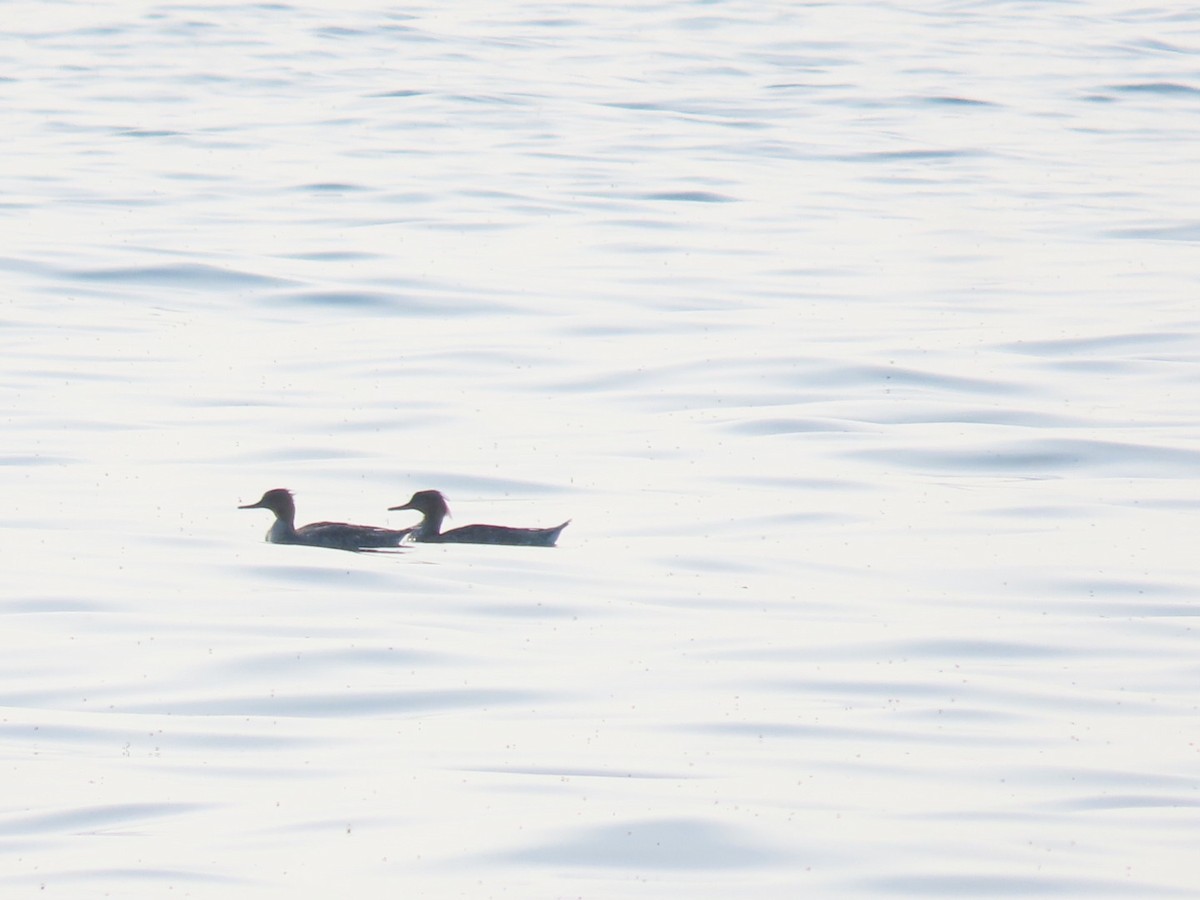 Red-breasted Merganser - Juliet Berger