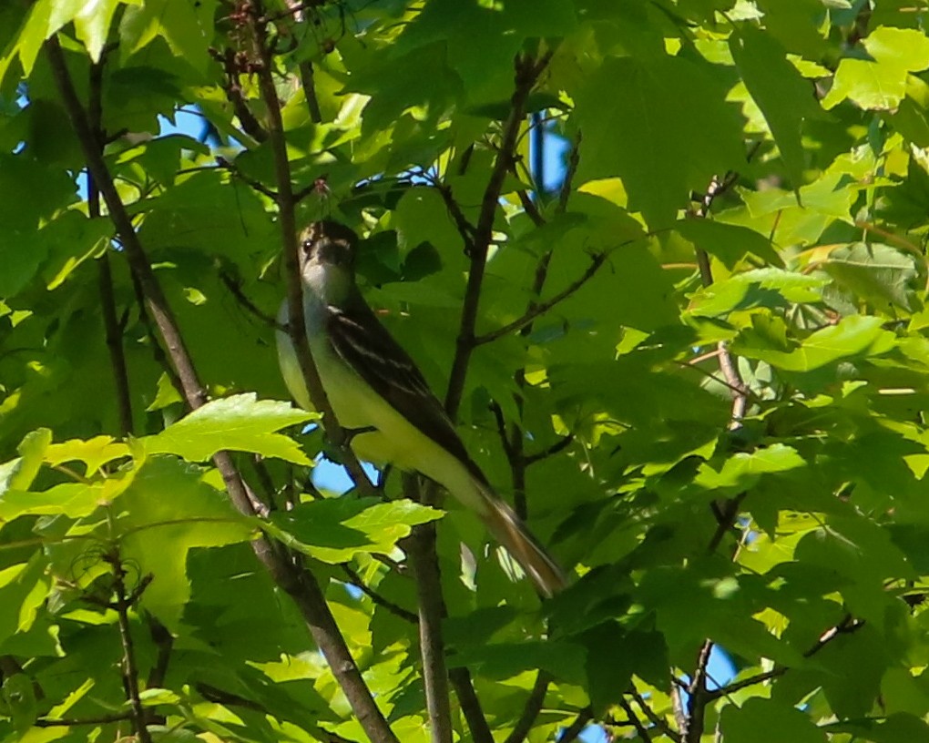 Great Crested Flycatcher - Tom Fesolowich