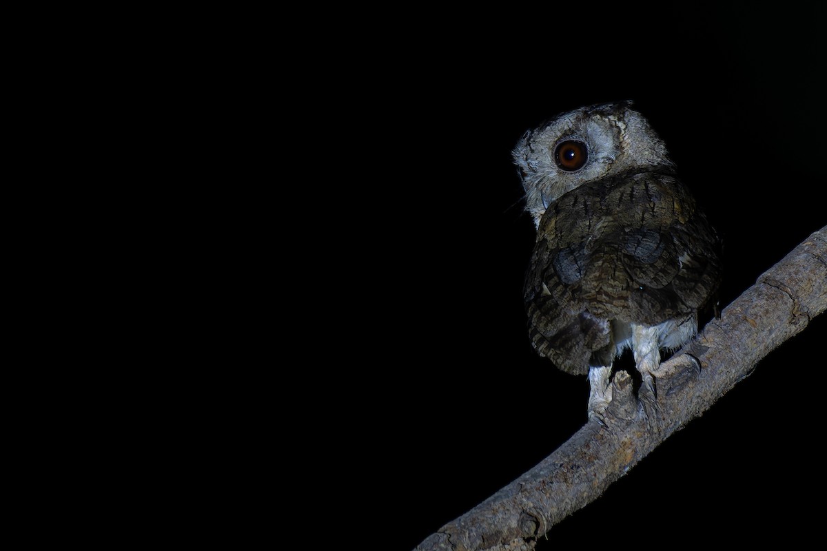 Indian Scops-Owl - ML619451799