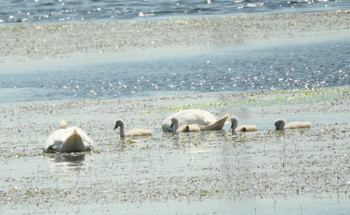 Mute Swan - ML619451801