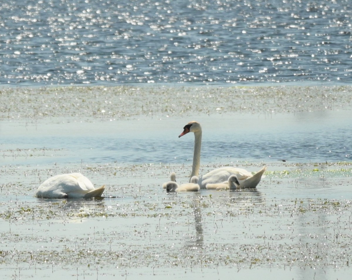 Mute Swan - ML619451805