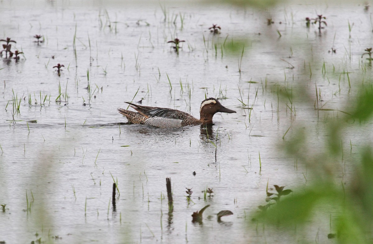 Garganey - Paul Lewis