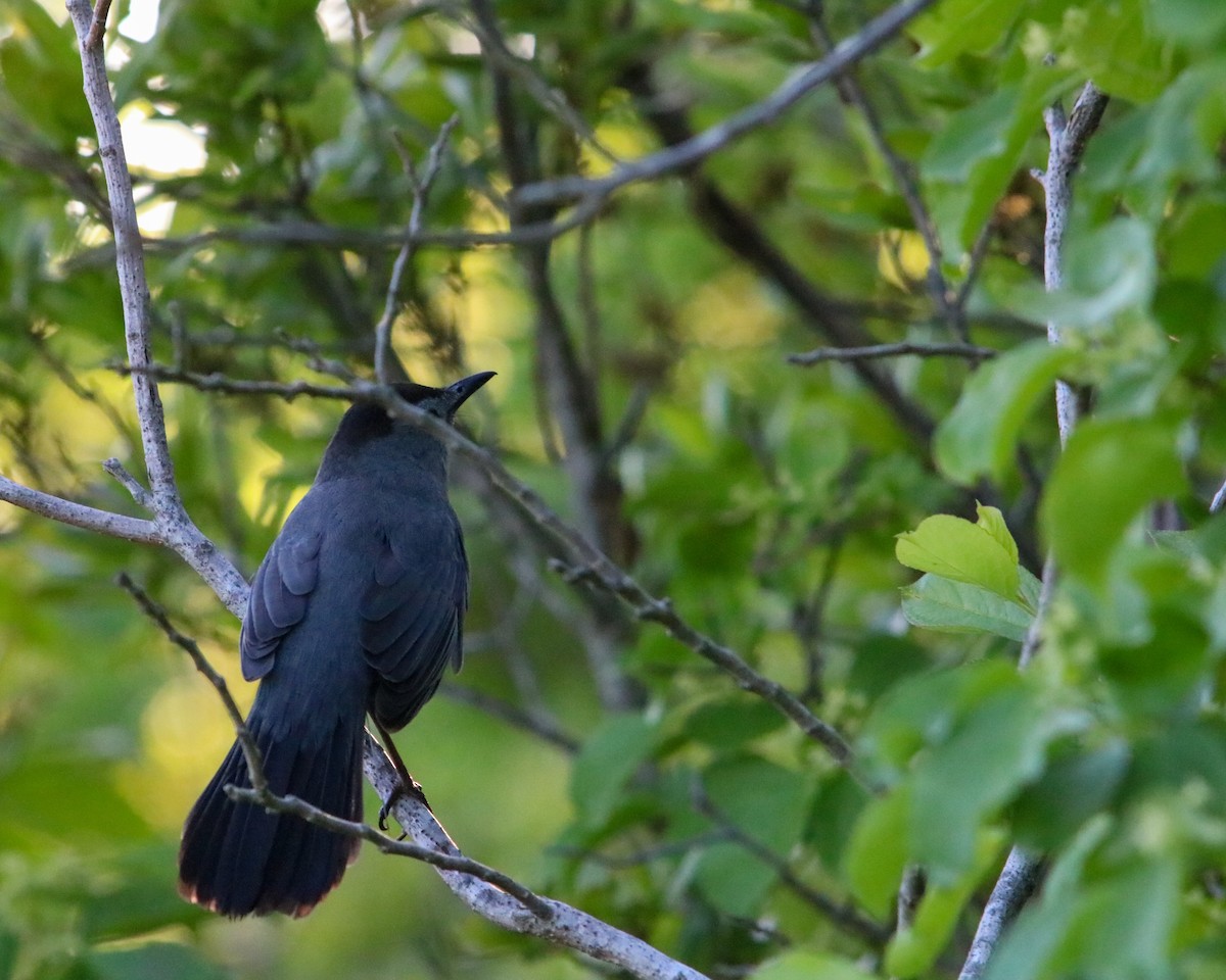 Gray Catbird - Tom Fesolowich