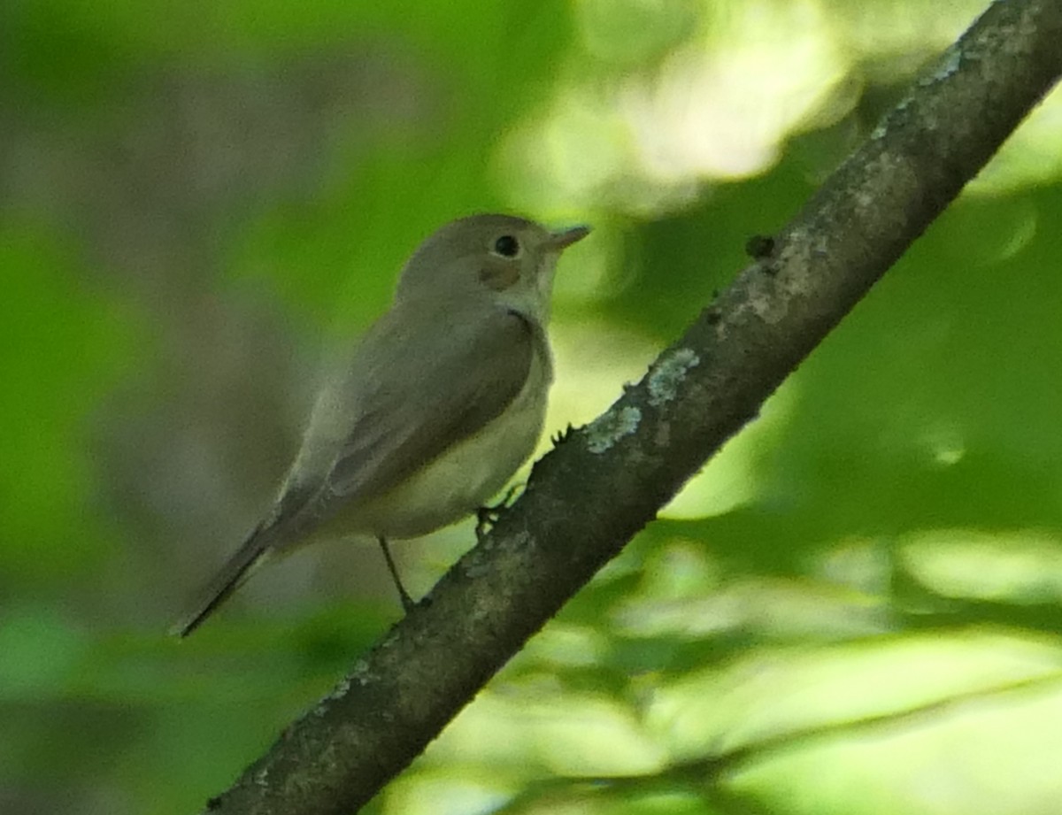 Red-breasted Flycatcher - ML619451820