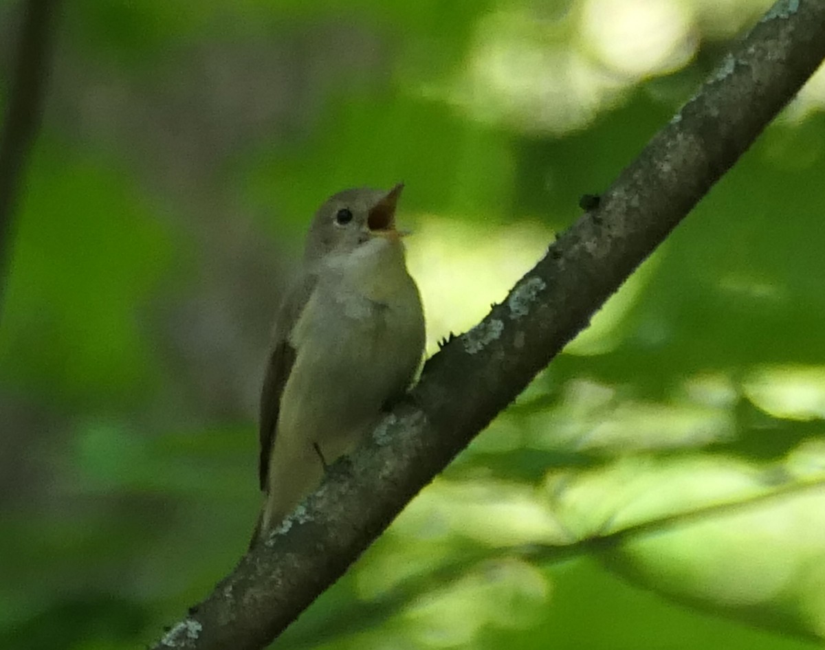 Red-breasted Flycatcher - ML619451821