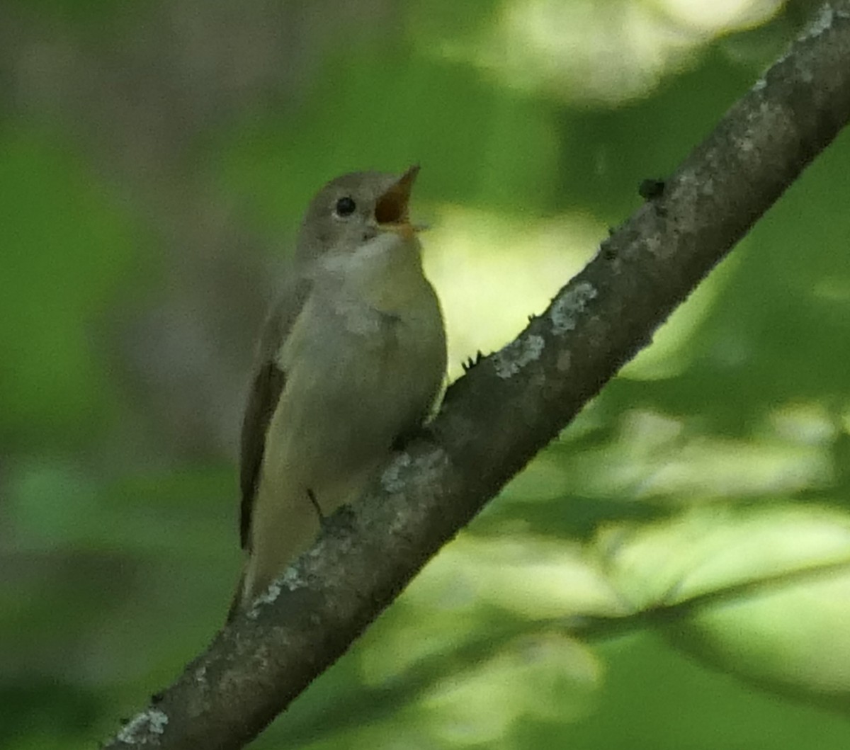 Red-breasted Flycatcher - ML619451822