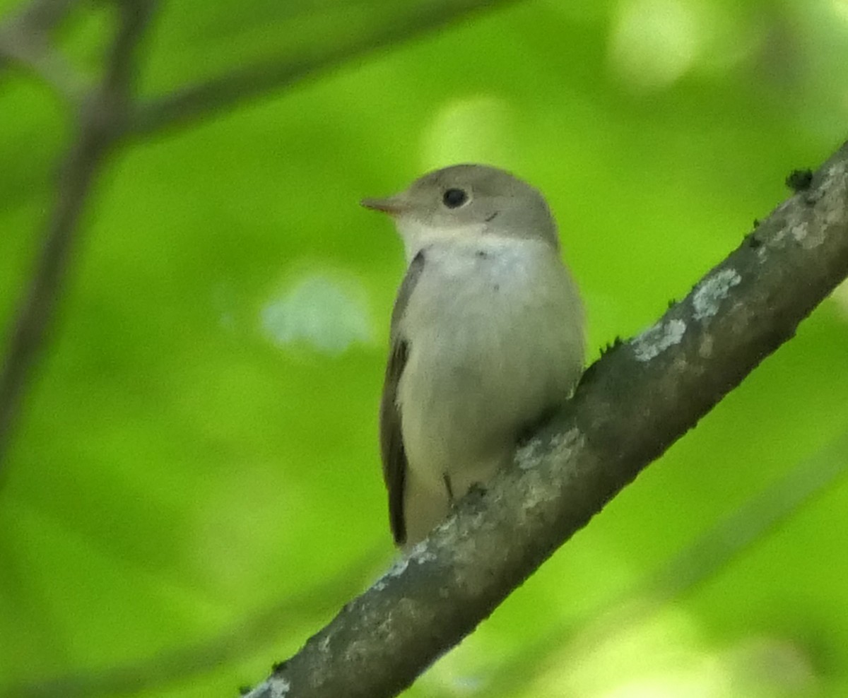 紅胸鶲 - ML619451824