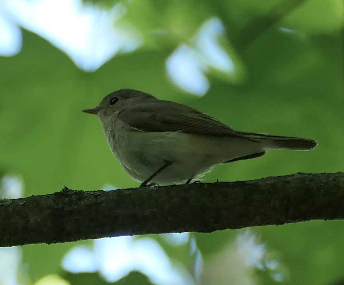 Red-breasted Flycatcher - ML619451825