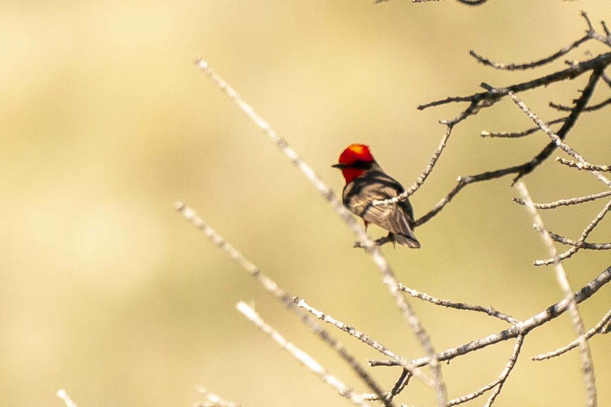 Vermilion Flycatcher - Slawomir Dabrowski