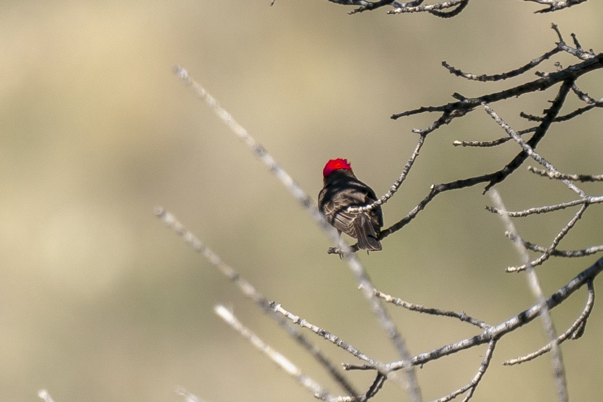 Vermilion Flycatcher - Slawomir Dabrowski