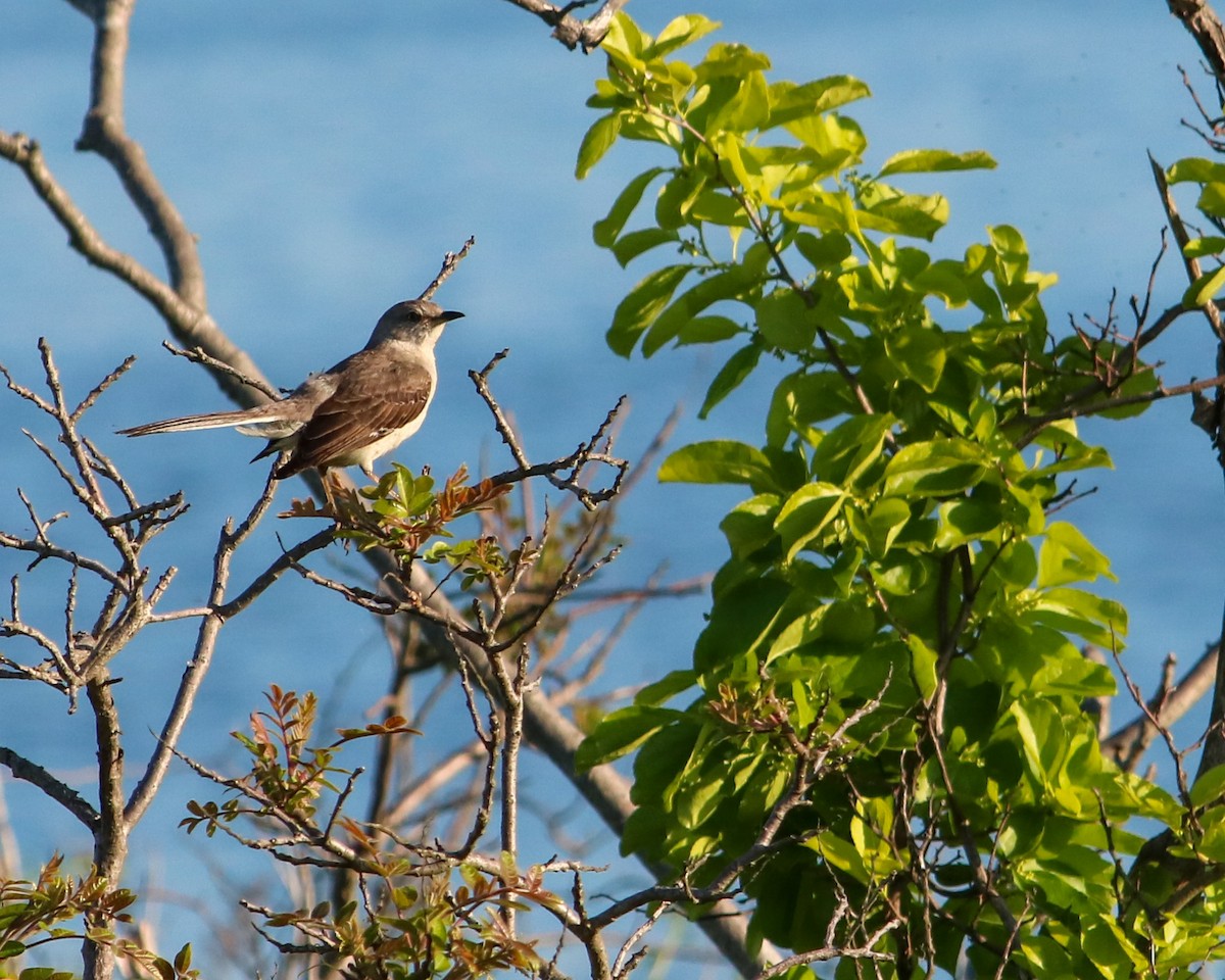 Northern Mockingbird - Tom Fesolowich