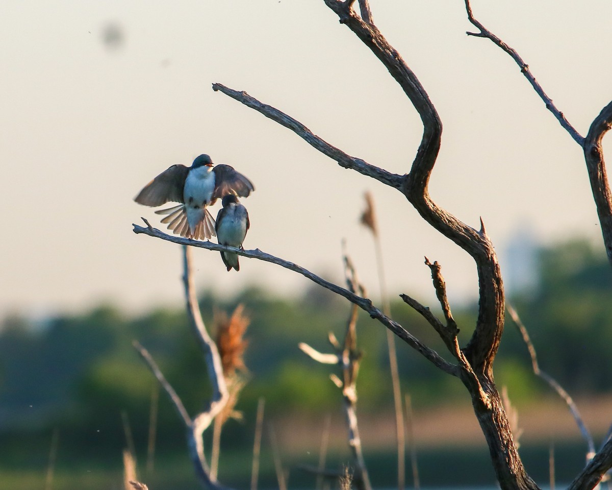 Northern Mockingbird - Tom Fesolowich