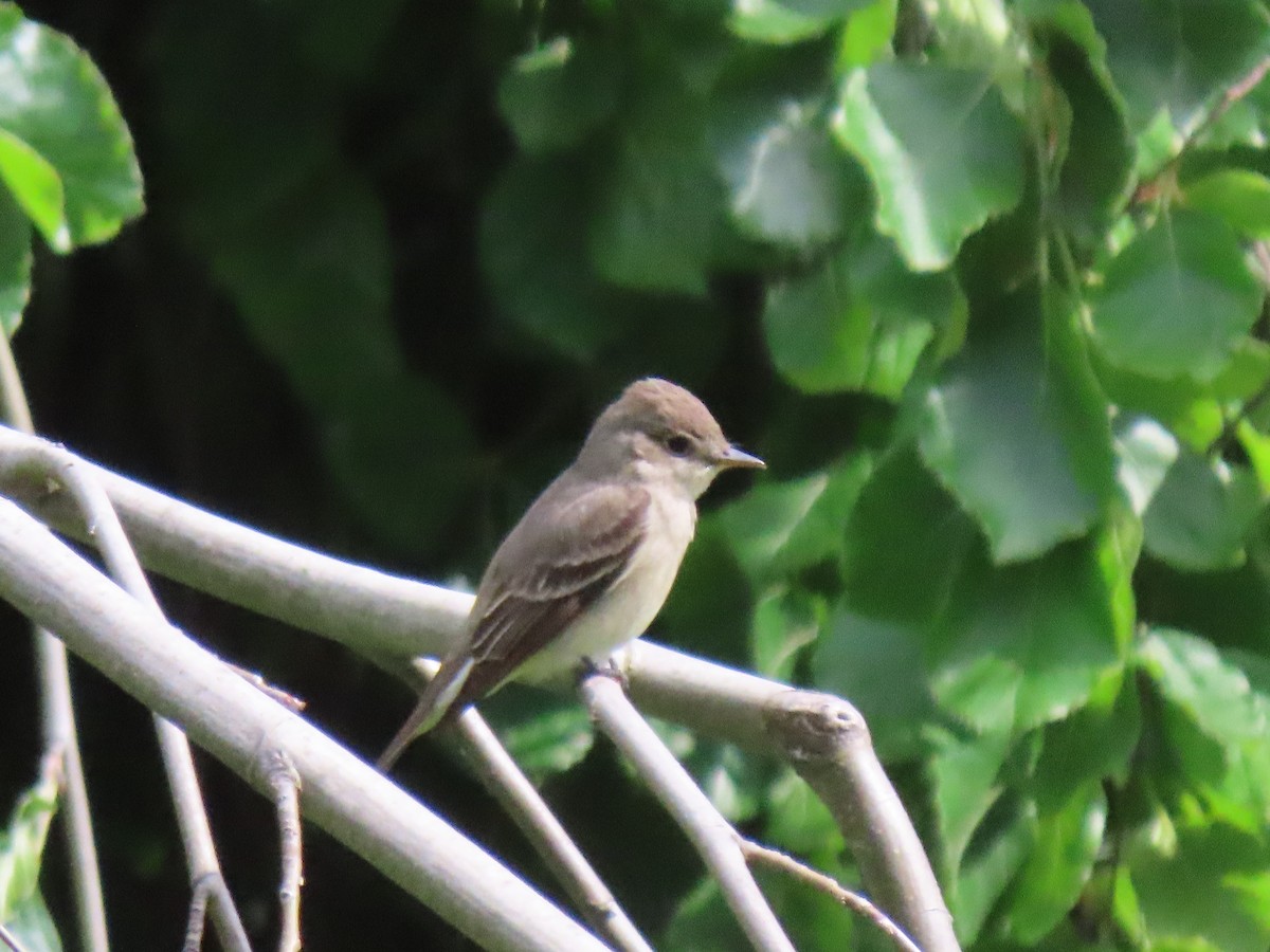 Western Wood-Pewee - Stella Atkins