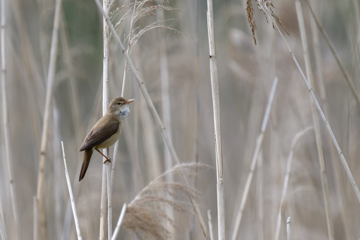 Common Reed Warbler - Andreas Stadler