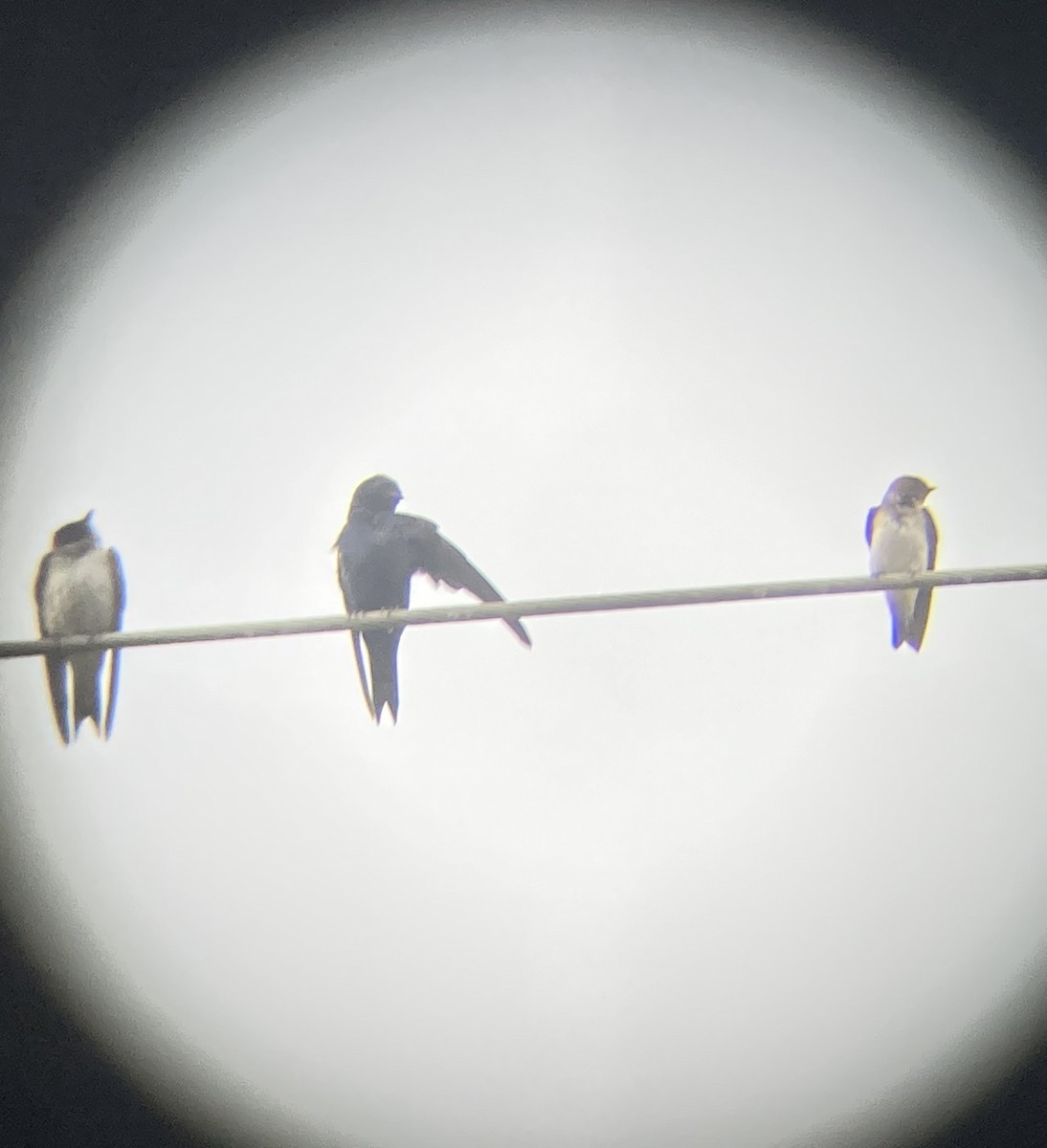 Purple Martin - David Dorini