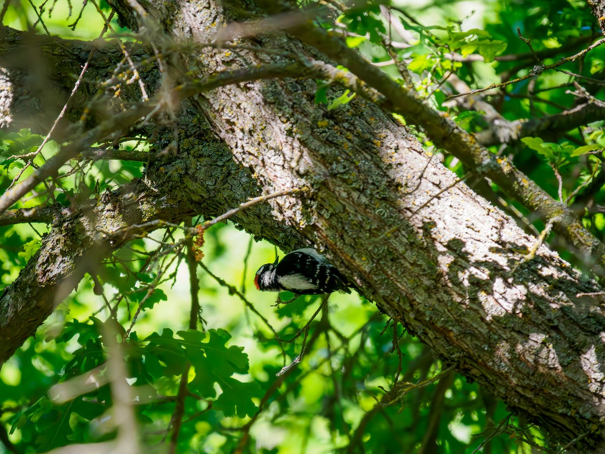 Downy Woodpecker - Tony Doty