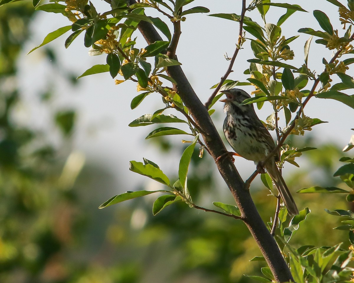 Song Sparrow - Tom Fesolowich