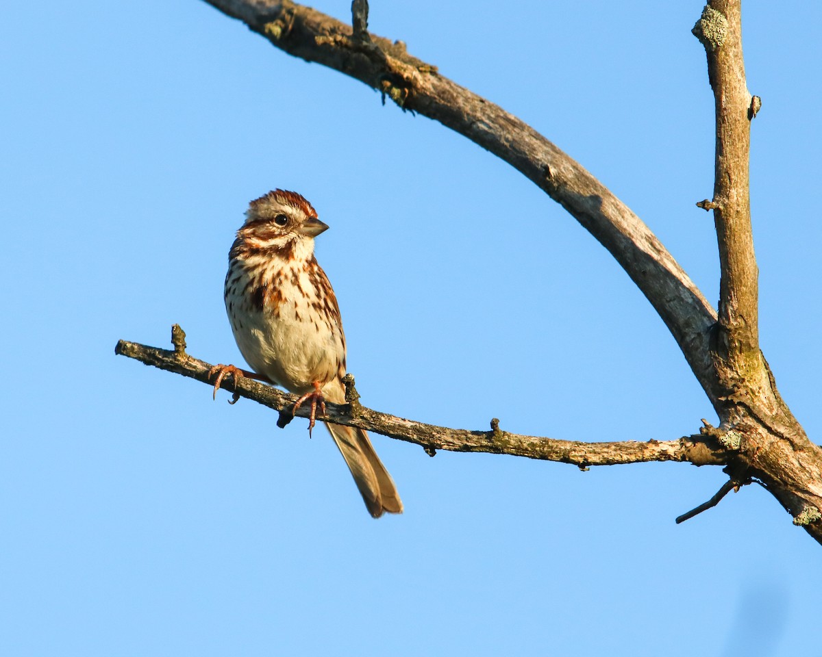 Song Sparrow - Tom Fesolowich