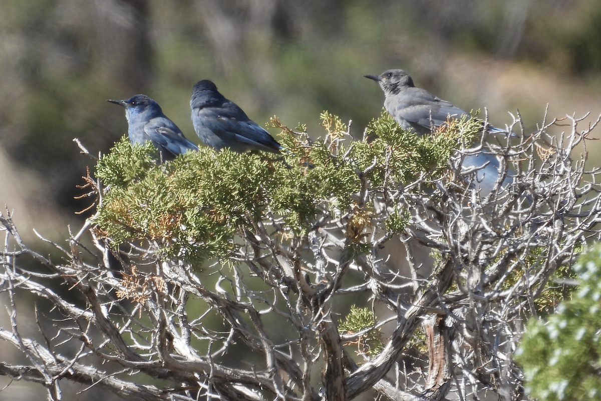 Pinyon Jay - Barry Stephenson