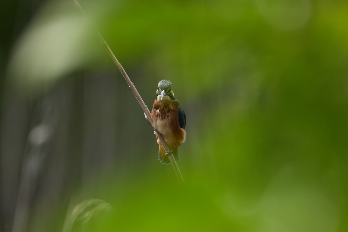 Common Kingfisher - Anastasiia Pashkovskaia