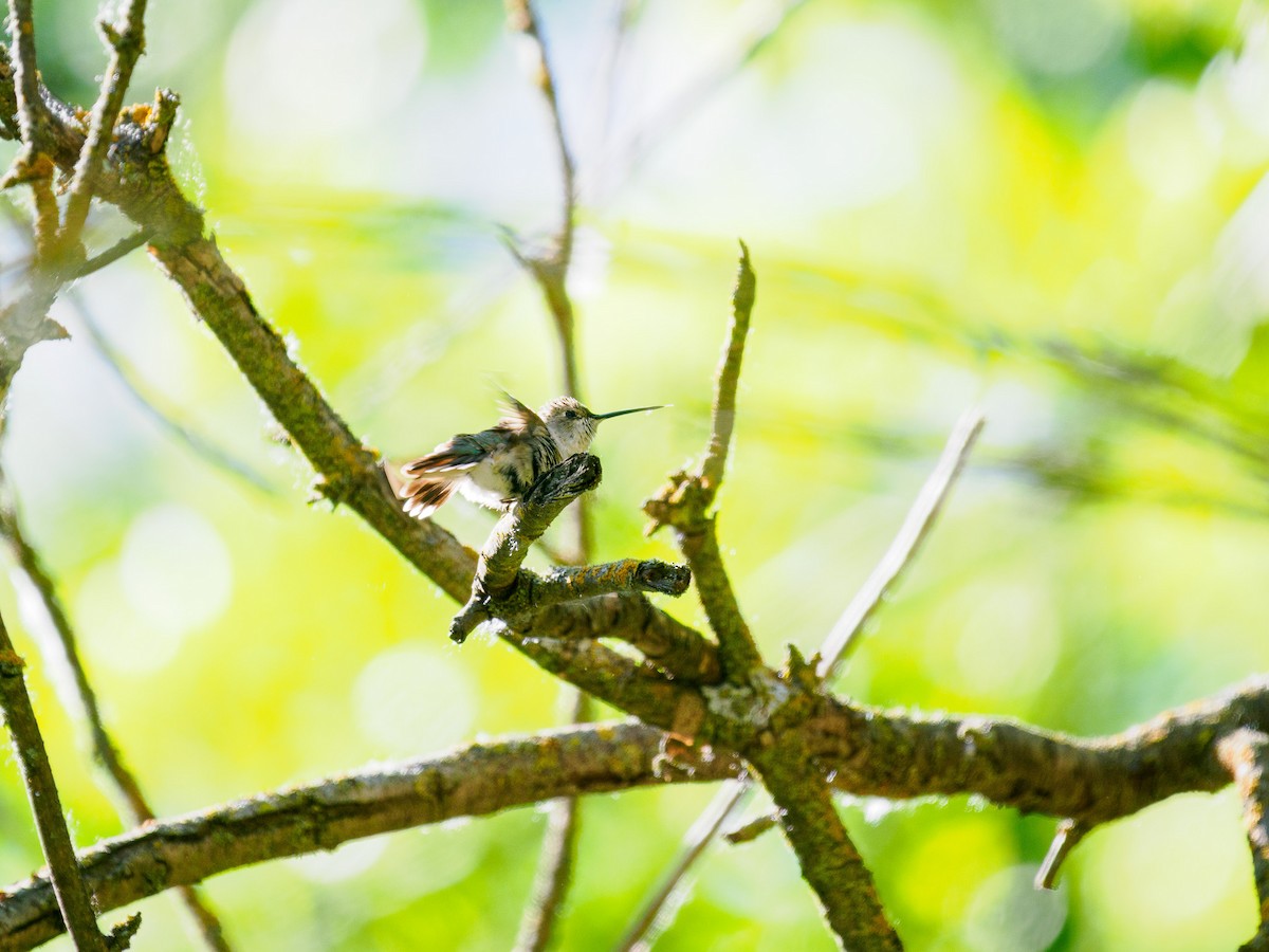 Anna's Hummingbird - Tony Doty